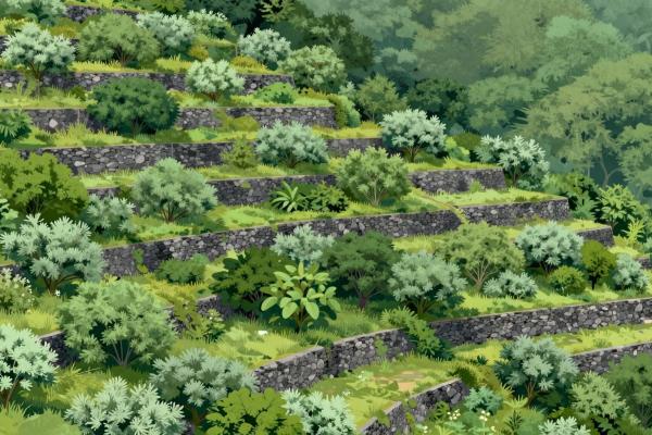 Terraced Vineyards And Schist Walls