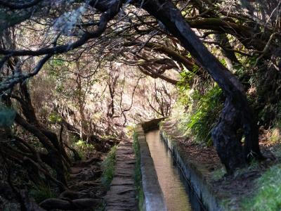 Madeira’s Autumn Levada Walks