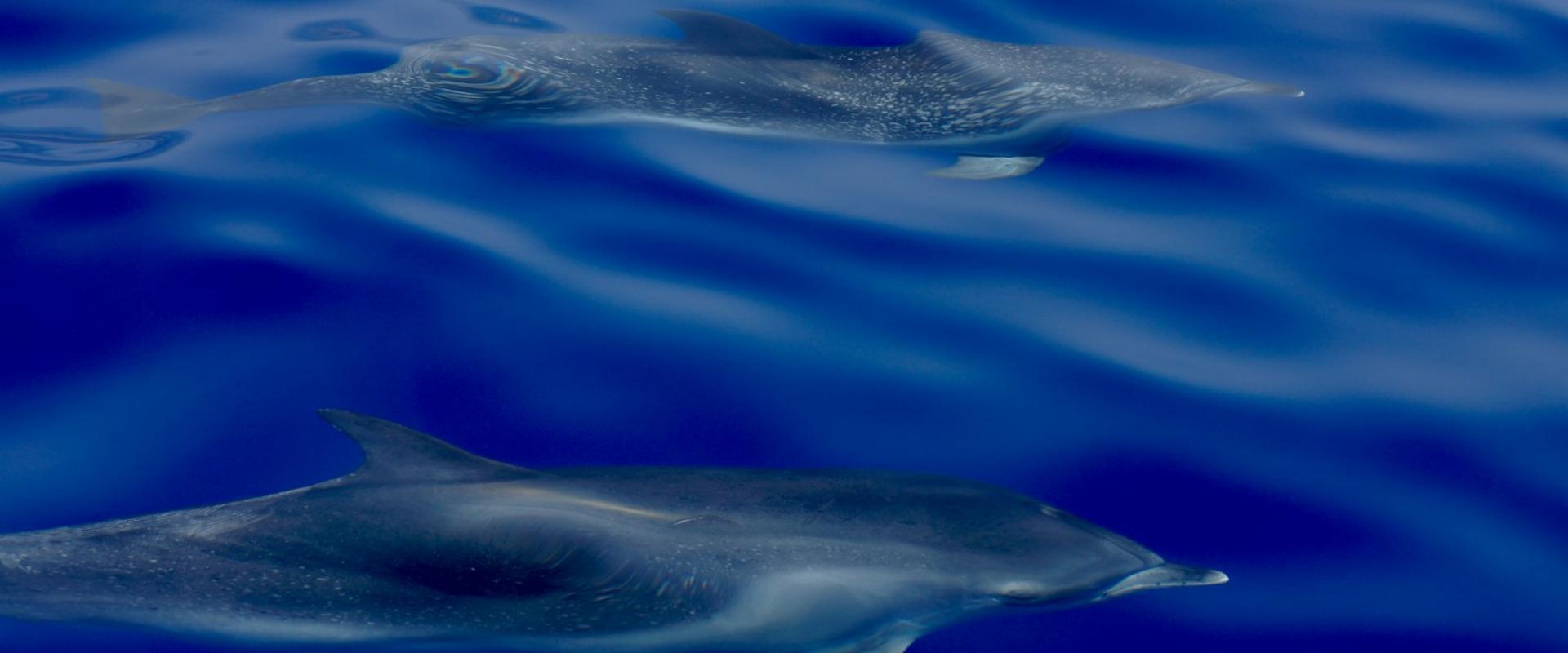 Madeira Dolphin And Whale Watching On An Ecological Catamaran