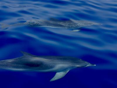 Dolphins swimming in the Atlantic off the coast of Madeira