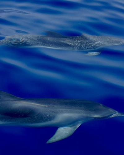 Dolphins swimming in the Atlantic off the coast of Madeira