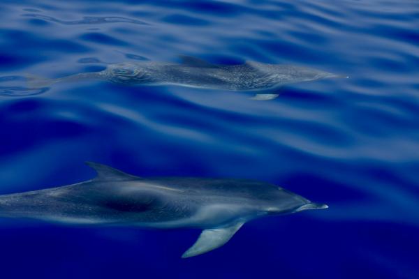 Madeira Dolphin And Whale Watching On An Ecological Catamaran