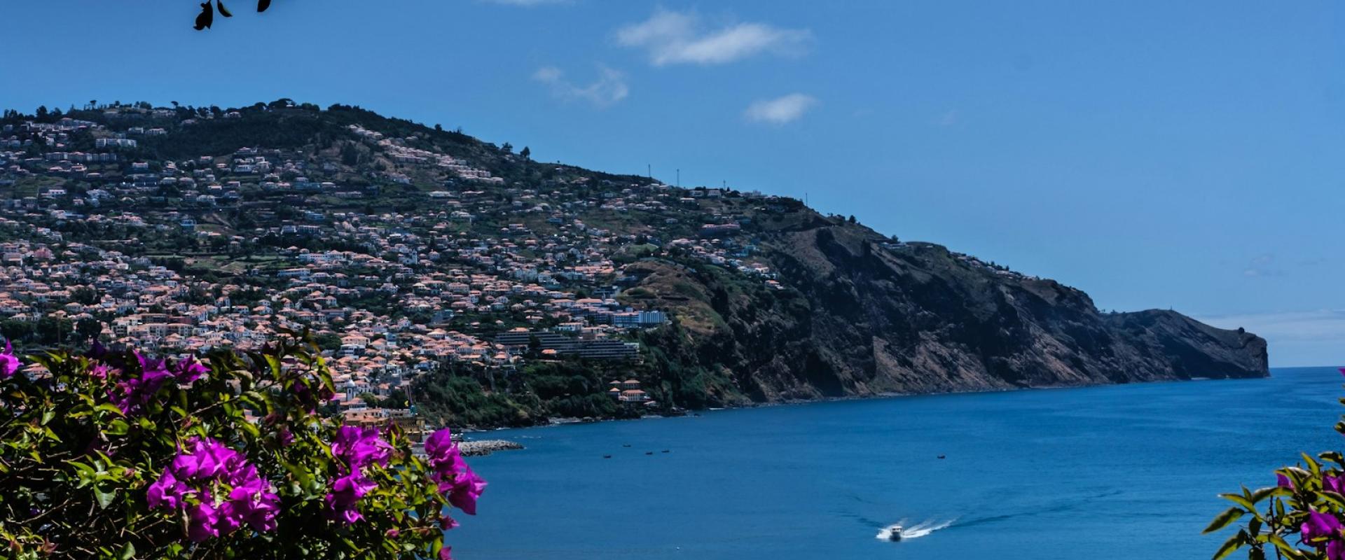 Springtime Cherry Blossoms in Madeira