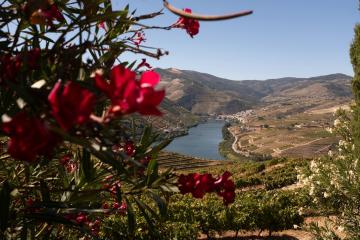 A scenic view of the Douro Valley showing terraced vineyards on steep hillsides, a river in the foreground, and a white-walled estate with a red-tiled roof nestled among trees on the riverbank.