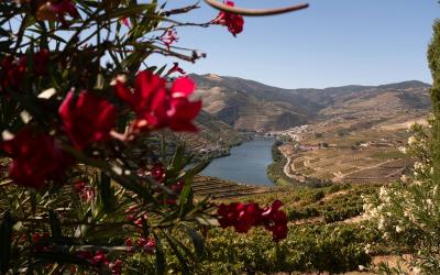 A scenic view of the Douro Valley showing terraced vineyards on steep hillsides, a river in the foreground, and a white-walled estate with a red-tiled roof nestled among trees on the riverbank.
