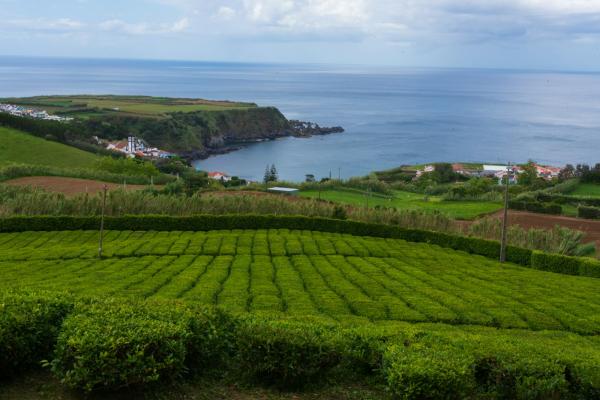 Lush Hills, Rolling Pastures, And Quaint Cottages Of São Miguel ('Green Island' Landscape)