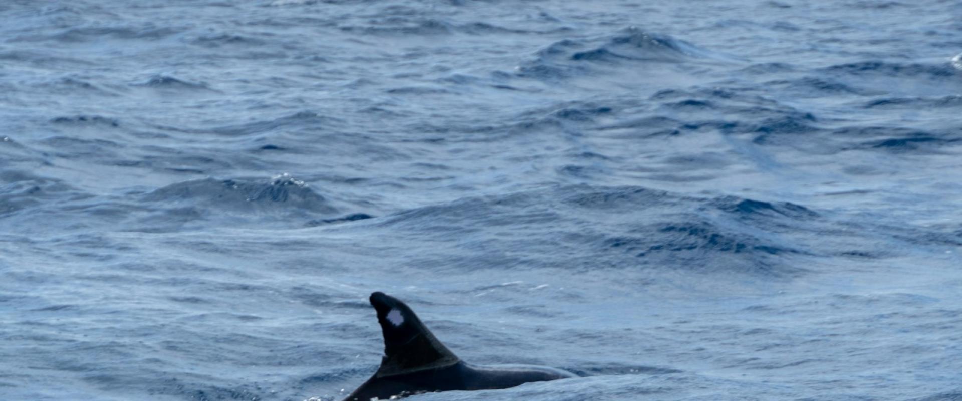 Whale-watching Trip In The Azores