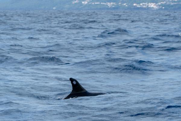 Whale-watching Trip In The Azores