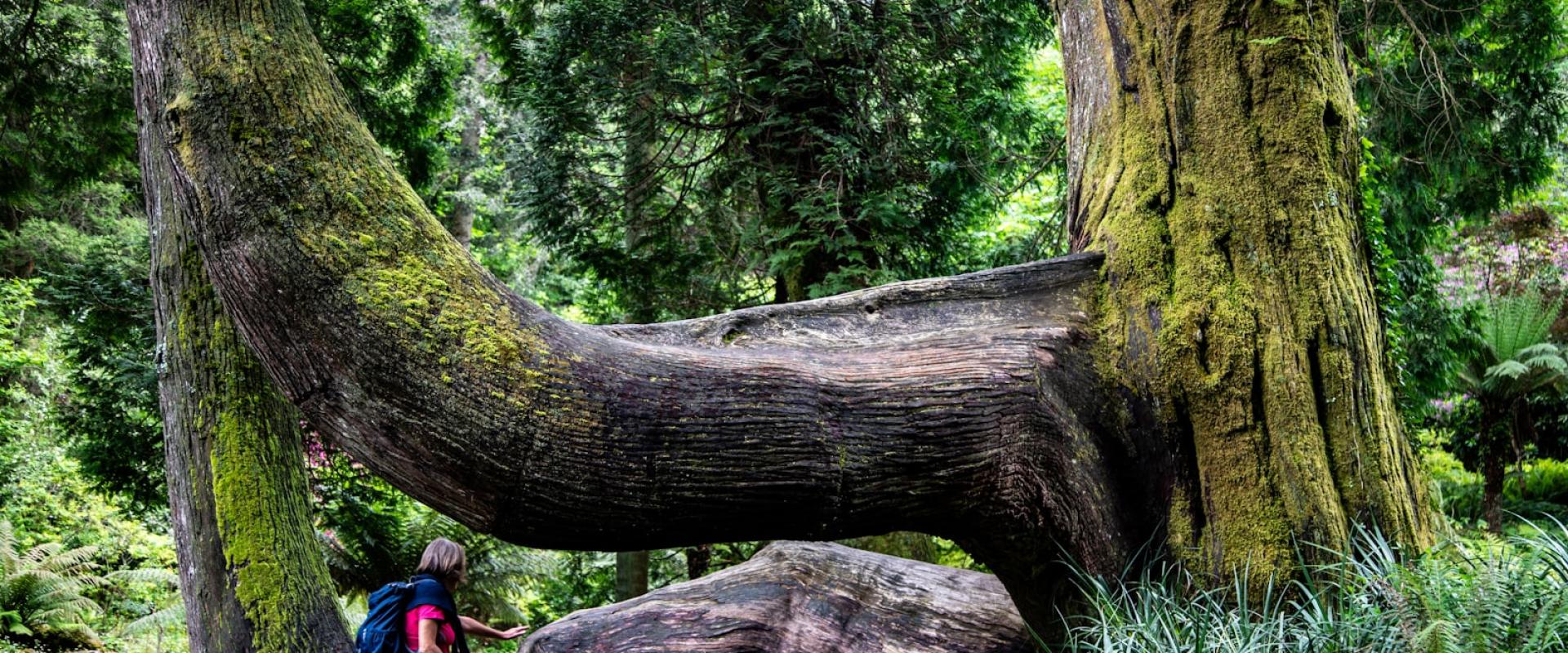 Fairy-tale Gardens With Giant Fern Trees And Footbridges (Sintra)