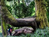 Fairy-tale Gardens With Giant Fern Trees And Footbridges (Sintra)