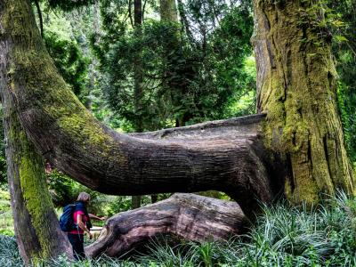 Hiker beneath a giant moss-covered tree in Sintra's lush romantic gardens, Portugal