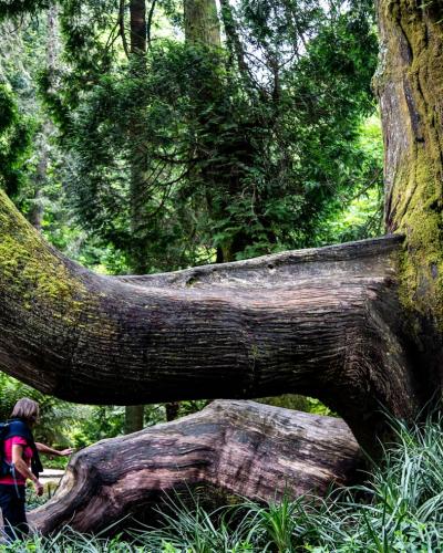 Hiker beneath a giant moss-covered tree in Sintra's lush romantic gardens, Portugal