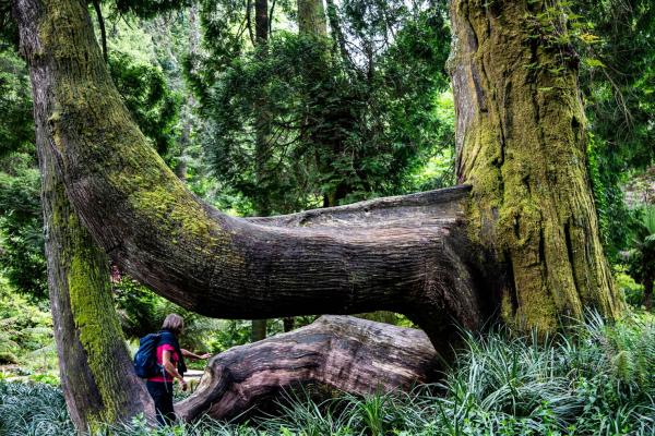Fairy-tale Gardens With Giant Fern Trees And Footbridges (Sintra)