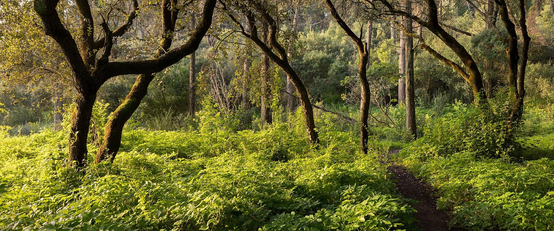 A dirt hiking path winds through a dense, sun-dappled forest with lush green undergrowth and tall, moss-covered trees.