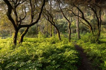 Hiking Trails
