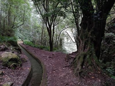 The Levada do Rei water channel and path through laurel forest in Madeira
