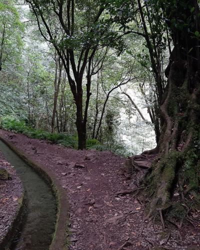 The Levada do Rei water channel and path through laurel forest in Madeira