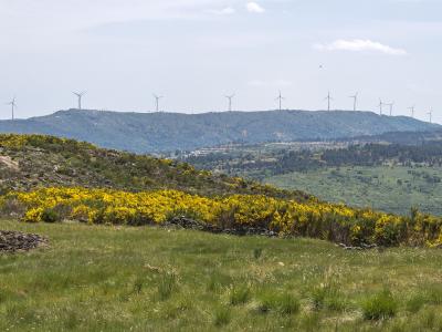 A landscape photograph showing rolling green hills with yellow gorse bushes in the foreground and a ridge of wind turbines on a distant hill under a cloudy sky.