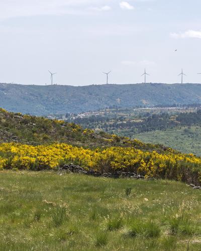 A landscape photograph showing rolling green hills with yellow gorse bushes in the foreground and a ridge of wind turbines on a distant hill under a cloudy sky.