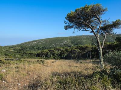 A landscape view of a green, tree-covered hill under a blue sky, featuring a prominent pine tree in the foreground and a small white structure visible on the distant ridge.
