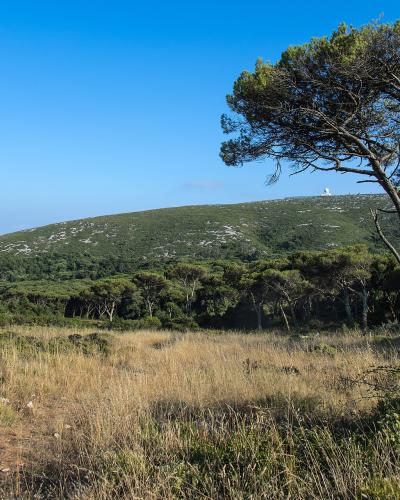 A landscape view of a green, tree-covered hill under a blue sky, featuring a prominent pine tree in the foreground and a small white structure visible on the distant ridge.