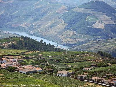 Terraced vineyards falling to the Douro river near Provesende