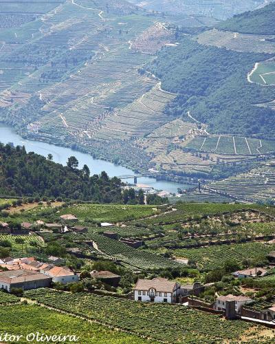 Terraced vineyards falling to the Douro river near Provesende