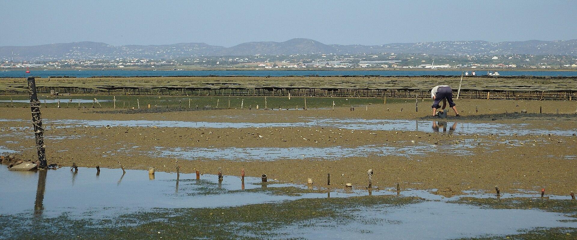 Nearby Islands (of Ria Formosa)
