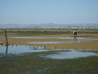 A wide shot of a tidal flat at low tide featuring rows of wooden stakes and bivalve farming structures, with a worker tending to the area and a distant coastline with hills and buildings in the background.