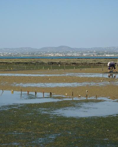 A wide shot of a tidal flat at low tide featuring rows of wooden stakes and bivalve farming structures, with a worker tending to the area and a distant coastline with hills and buildings in the background.