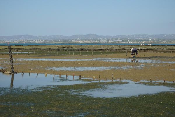 Nearby Islands (of Ria Formosa)