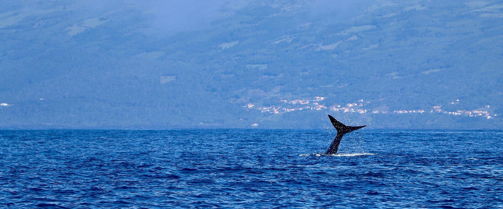 Whale Watching