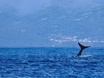 A whale's tail fluke is emerging from the blue ocean surface, with a hazy, mountainous coastline featuring a town in the background.