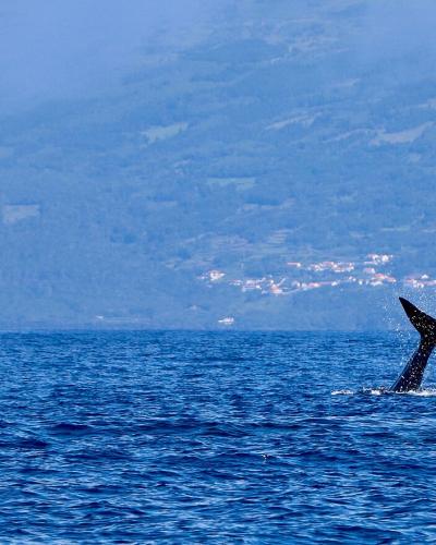 A whale's tail fluke is emerging from the blue ocean surface, with a hazy, mountainous coastline featuring a town in the background.