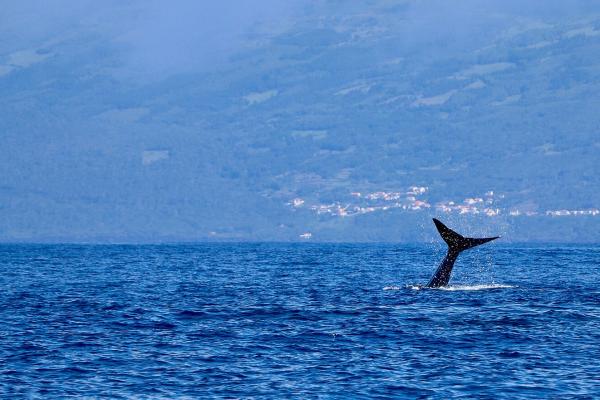 Whale Watching