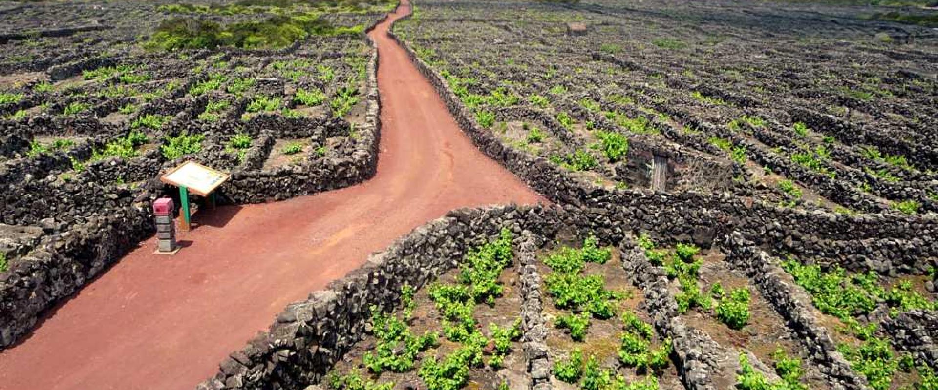 Lava Vineyards Of Pico Island