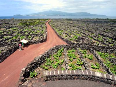 A wide landscape view of the *currais* (low black lava stone walls) enclosing rows of grapevines on Pico Island, with a reddish dirt path and a small shelter in the foreground, and the island of Faial visible across the water in the distance.
