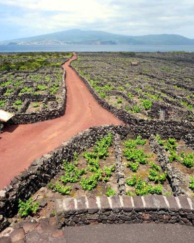 A wide landscape view of the *currais* (low black lava stone walls) enclosing rows of grapevines on Pico Island, with a reddish dirt path and a small shelter in the foreground, and the island of Faial visible across the water in the distance.
