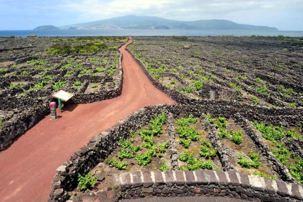 Lava Vineyards Of Pico Island