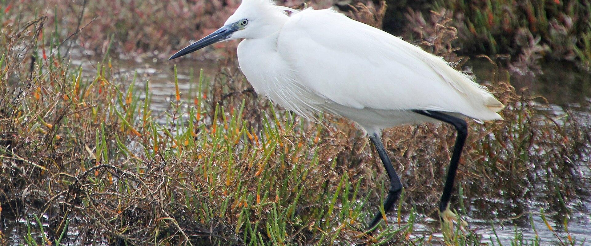 Ria Formosa Natural Park