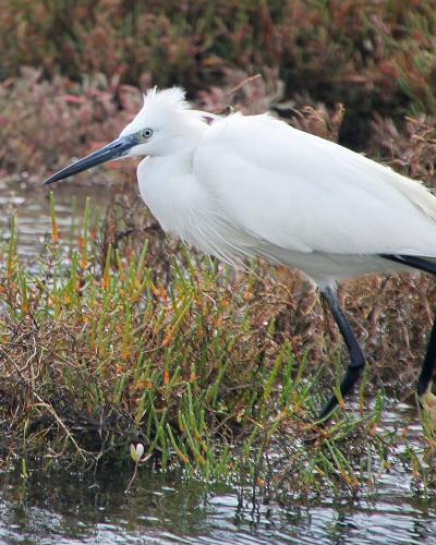 A white Little Egret standing in shallow water amidst marsh vegetation.