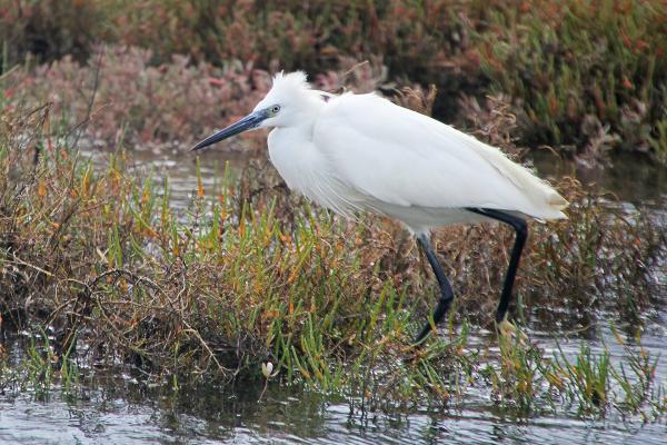 Ria Formosa Natural Park