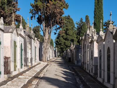 A paved pathway lined with rows of white stone mausoleums and tall cypress trees under a clear blue sky, featuring traditional Portuguese cobblestone (calçada) borders.