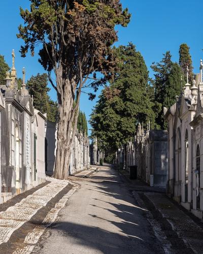 A paved pathway lined with rows of white stone mausoleums and tall cypress trees under a clear blue sky, featuring traditional Portuguese cobblestone (calçada) borders.