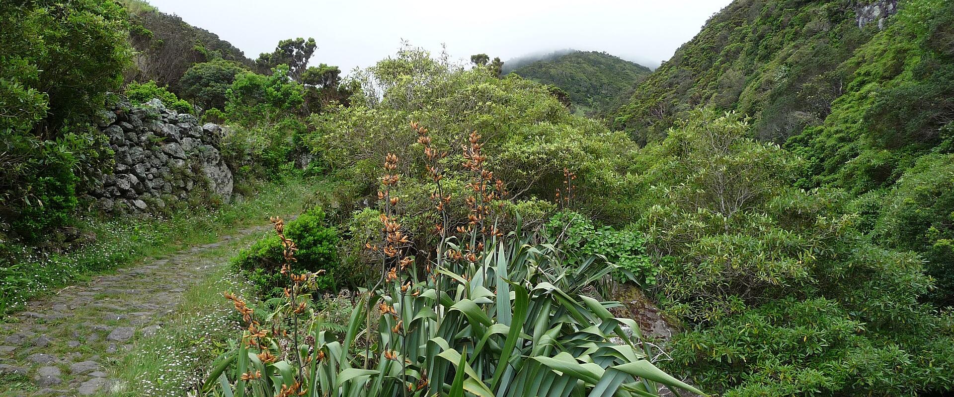 Coastal Hiking Paths