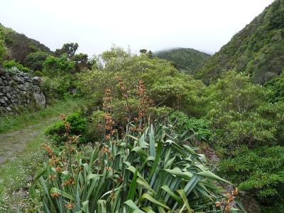 A stone-paved hiking trail winds through a lush, green valley with dense vegetation and a stone wall on the left, under an overcast sky.