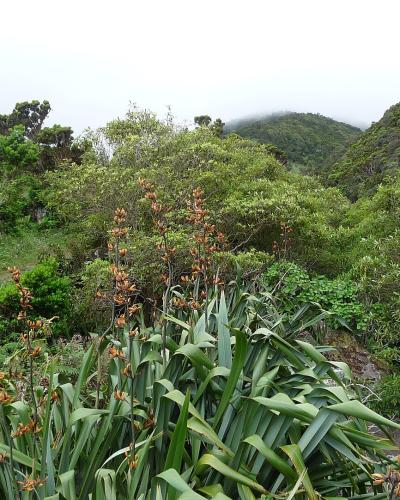 A stone-paved hiking trail winds through a lush, green valley with dense vegetation and a stone wall on the left, under an overcast sky.
