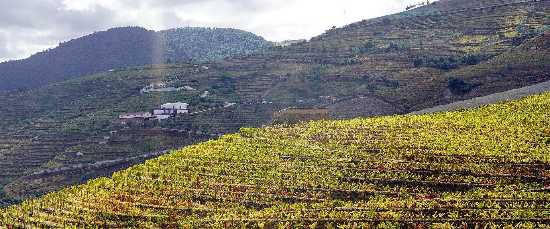 Local Wine Estates (Quintas)