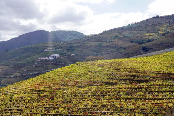 Local Wine Estates (Quintas)