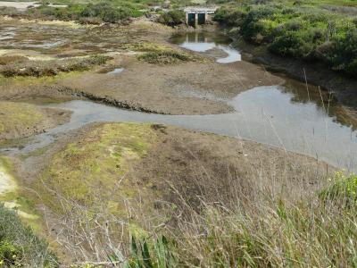 A dirt path through coastal vegetation with a bilingual Portuguese/English "Tsunami Hazard Zone" and "No Exit" sign on the right.